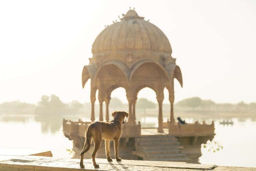 free stock image of a dog looking over to a lake in India